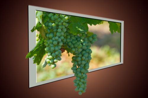 wine grapes fruit