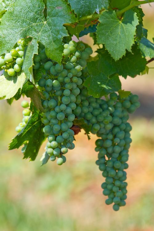 wine grapes fruit