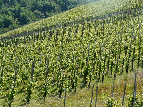wine winegrowing vines
