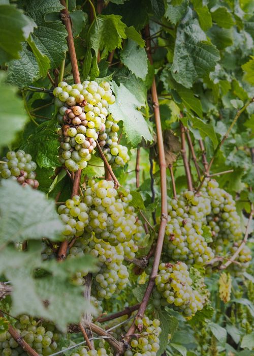 wine vines winegrowing