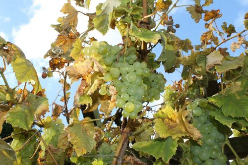 wine grapes autumn