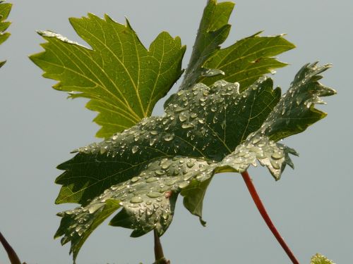 wine vine leaf