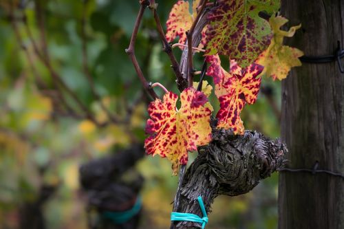wine vine leaf
