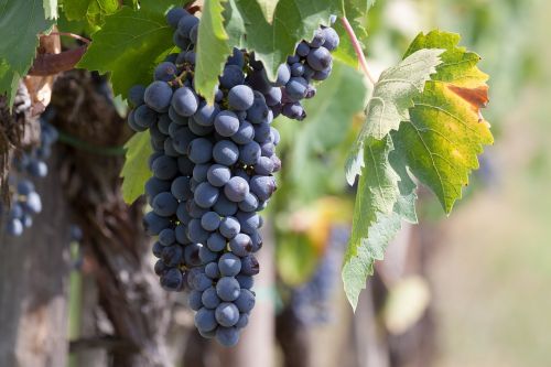 wine grape vine