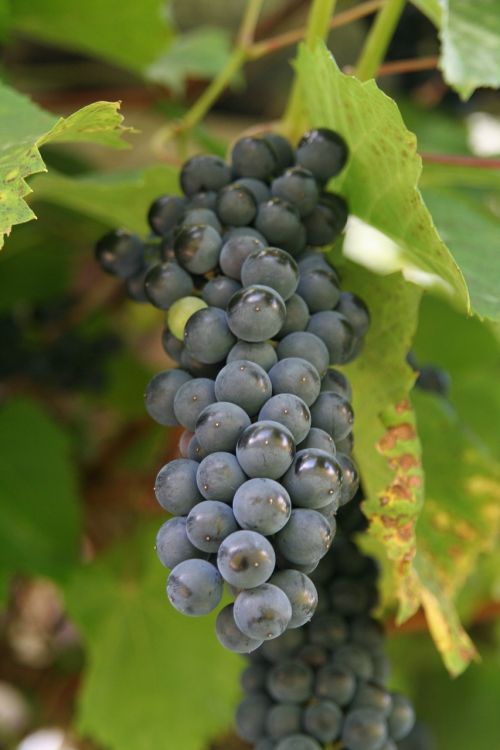wine cluster grapevine