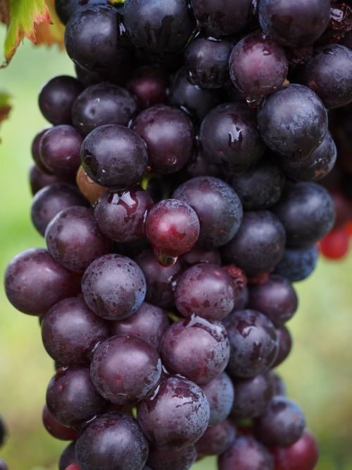 wine berries grapes berries