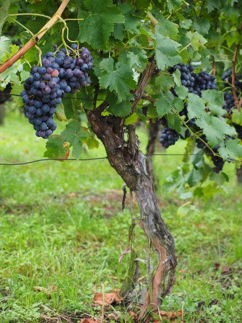 wine berries grapes berries