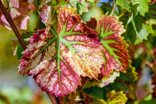 wine leaf leaf color