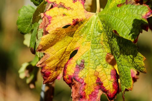 wine leaf leaf color