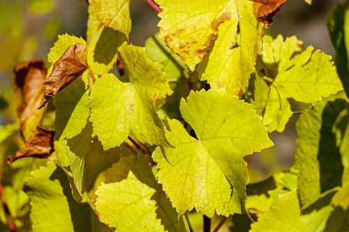 wine leaf leaf bright
