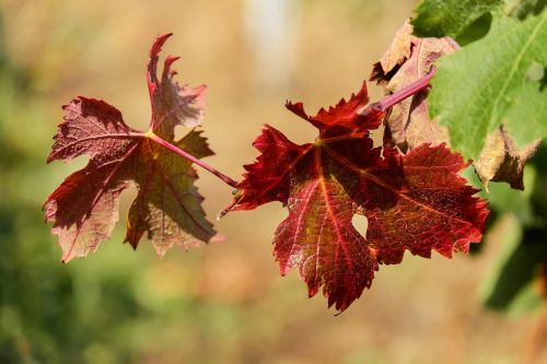 wine leaf leaf bright