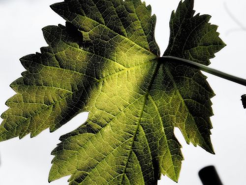 wine leaf nature winegrowing