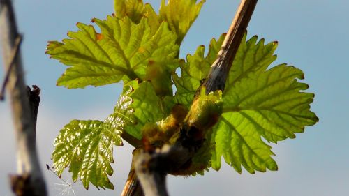 wine leaf wine vine