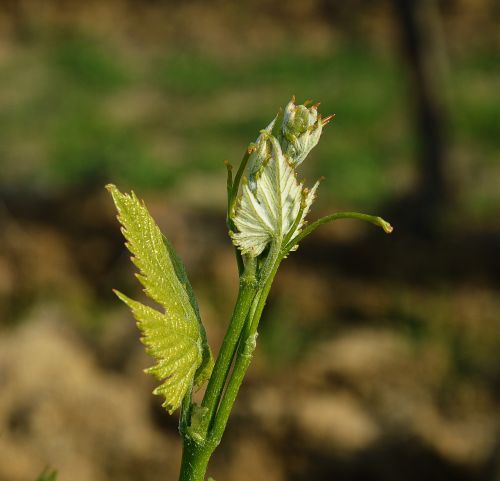 wine leaf green small