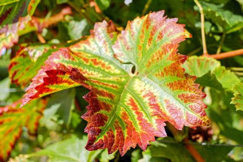 wine leaf leaf colorful