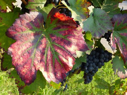 wine leaf red stained discolored