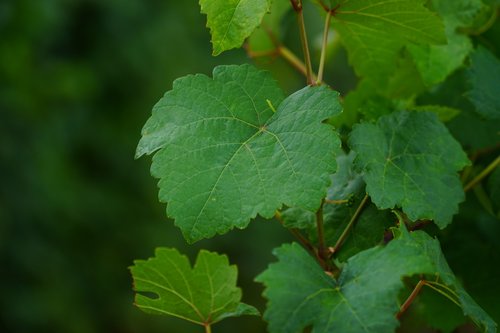 wine leaf  vines  vine