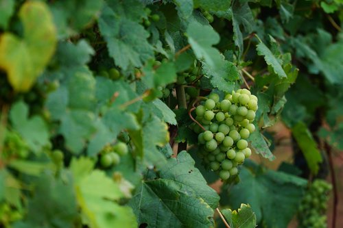 wine leaf  vines  vine