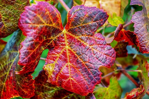wine leaf  leaf  red