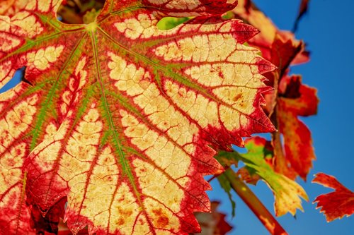 wine leaf  fall color  leaf