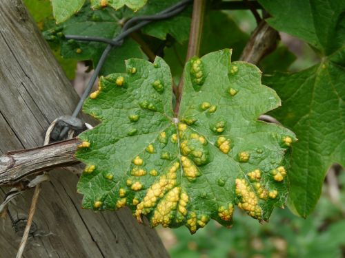 wine leaf smallpox mite infestation