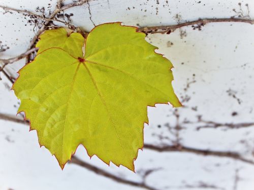 wine leaf green leaf wall