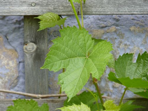 wine leaf ranke home