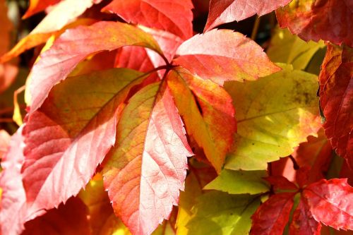 wine partner fall foliage grape crop