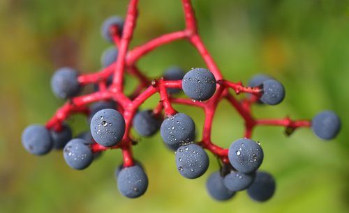 wine partner  berries  autumn