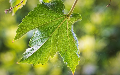 wine partner  leaf  background