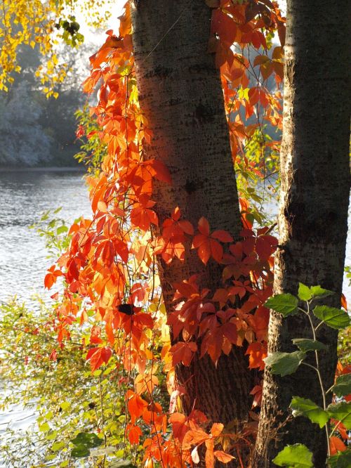 wine partner red leaves autumn