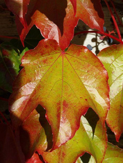 wine partner vine autumn leaf