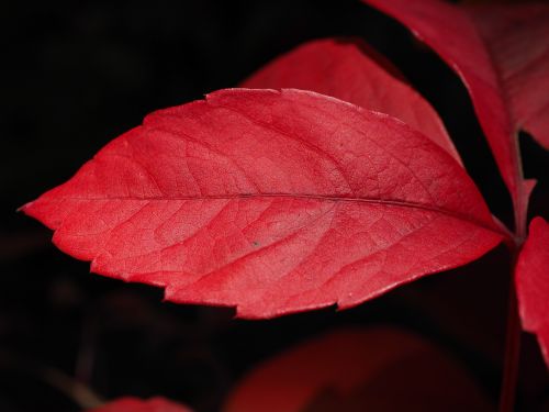 wine partner leaf red