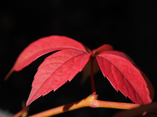wine partner leaf red