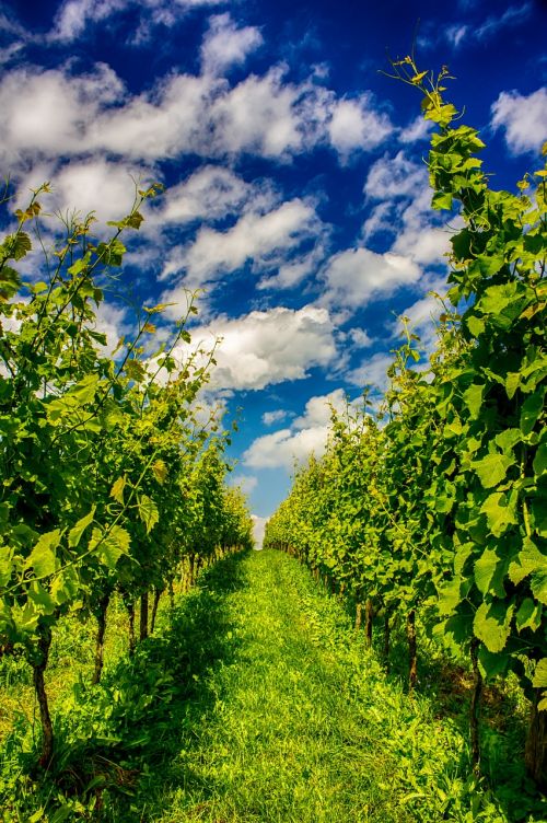 winegrower grapes orchard