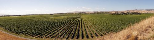 winegrowing vines agriculture