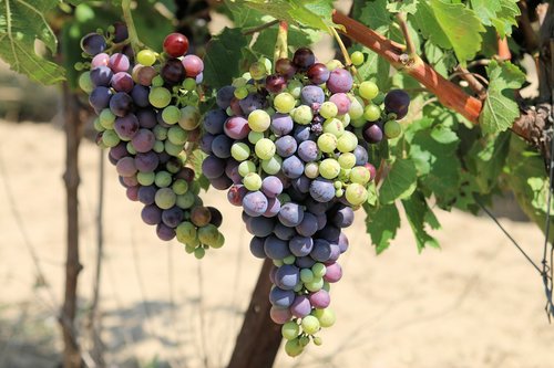 winegrowing  vine  grapes