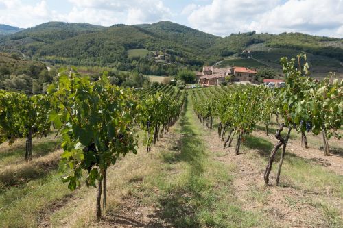 winegrowing vineyard vine