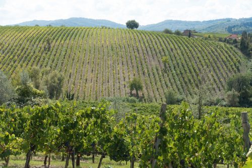 winegrowing vineyard vine