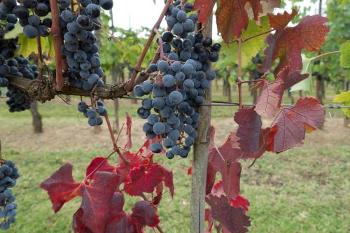 winegrowing grape vineyard