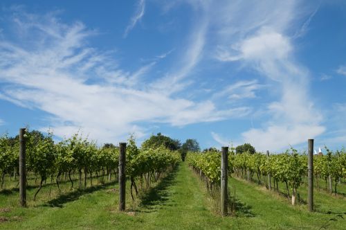 winery vines winegrowing