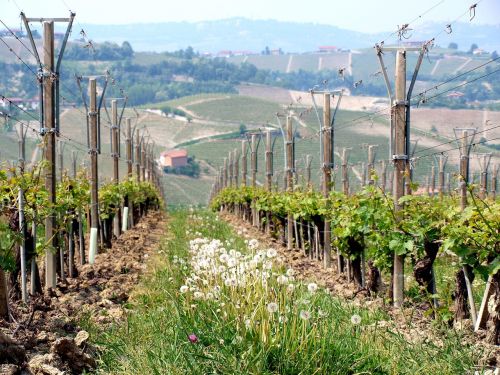 winery tuscany piedmont