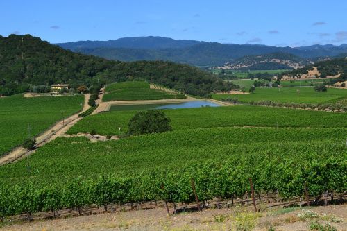 winery wines california