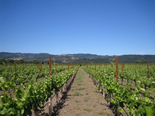 winery wine field