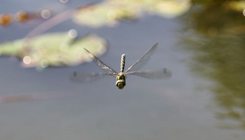 wing flight nature