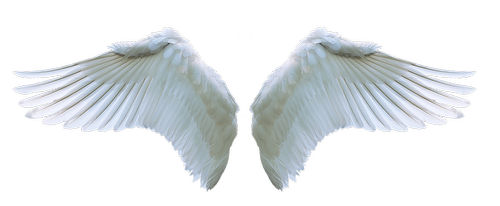 wing  angel  swan