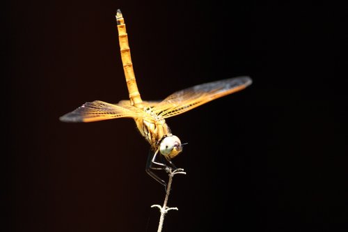 wing  nature  flight