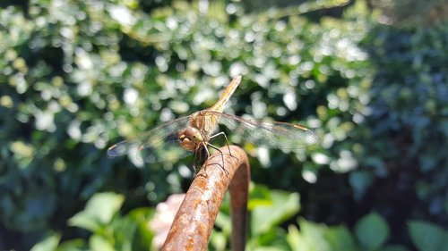 wing  nature  dragonfly