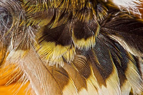 wing  feather  bird