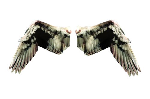 wing angelic fantasy